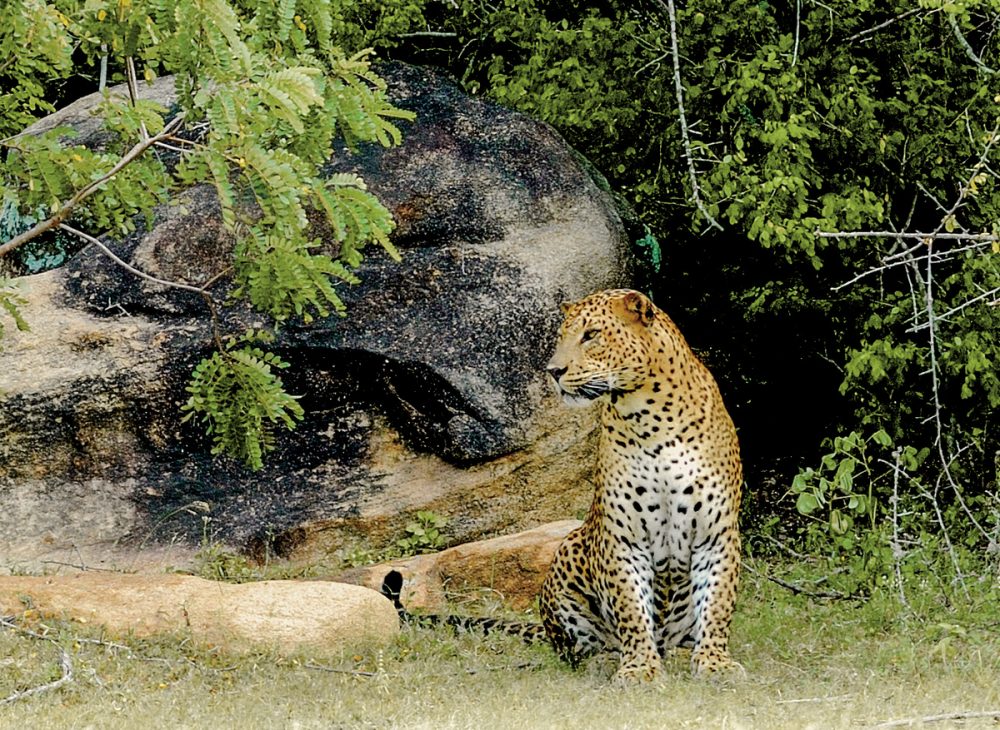 Meiers Weltreisen - Sri Lanka Allround (Privatreise)