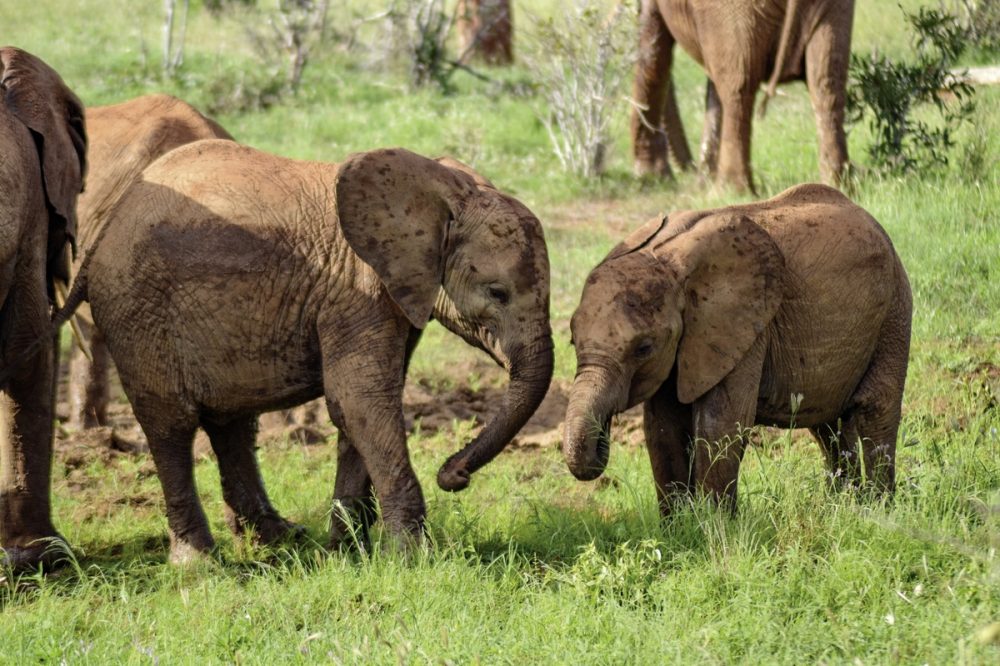 Meiers Weltreisen - Abenteuer Kenia (Privatreise)