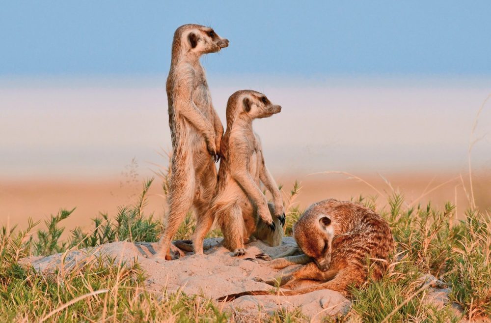 Meiers Weltreisen - Der Herzschlag Afrikas (8 Nächte ab Maun)