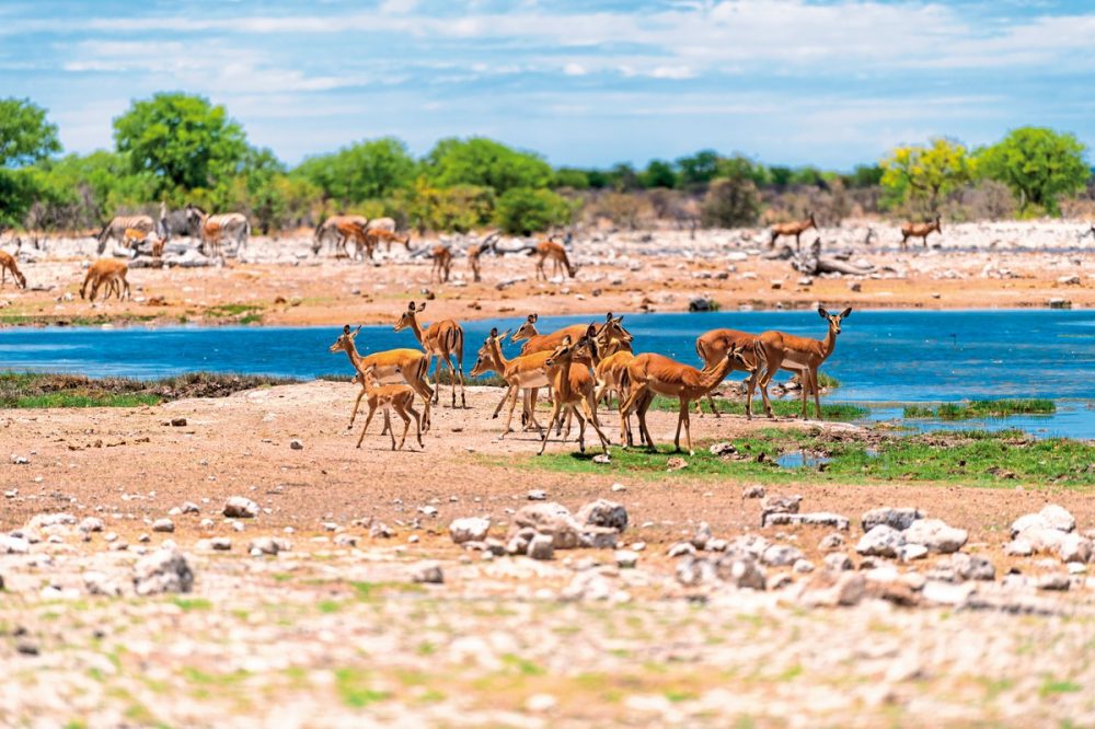 Meiers Weltreisen - Erlebnis Nationalparks - Etosha bis Victoria Falls