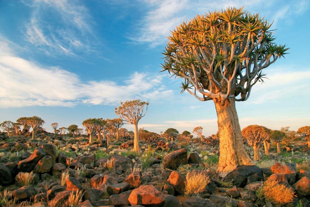 Meiers Weltreisen - Best of Namibia Standard