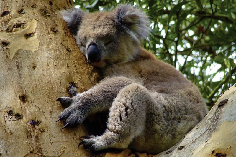 Meiers Weltreisen - Great Ocean Road & Grampians (MEL22004)
