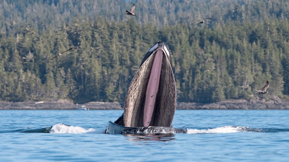 Dertour - Orca Camp hautnah
