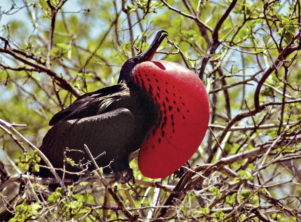 Dertour - Galápagos Island Hopping