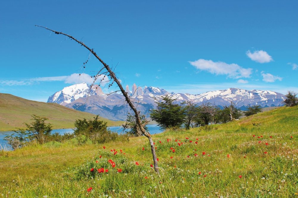 Dertour - Torres del Paine - wilde Schönheit (Privatreise,  deutschsprachig)