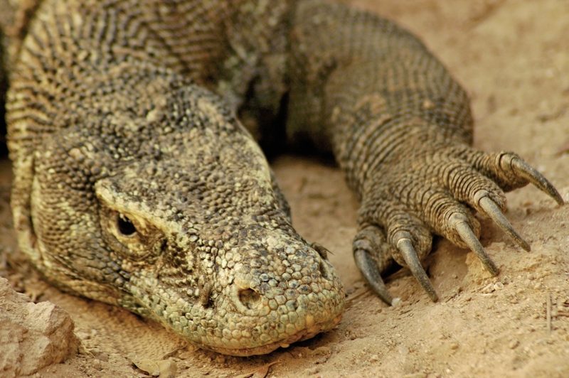 Dertour - Komodo & Flores: Drachen, Kulte, Krater