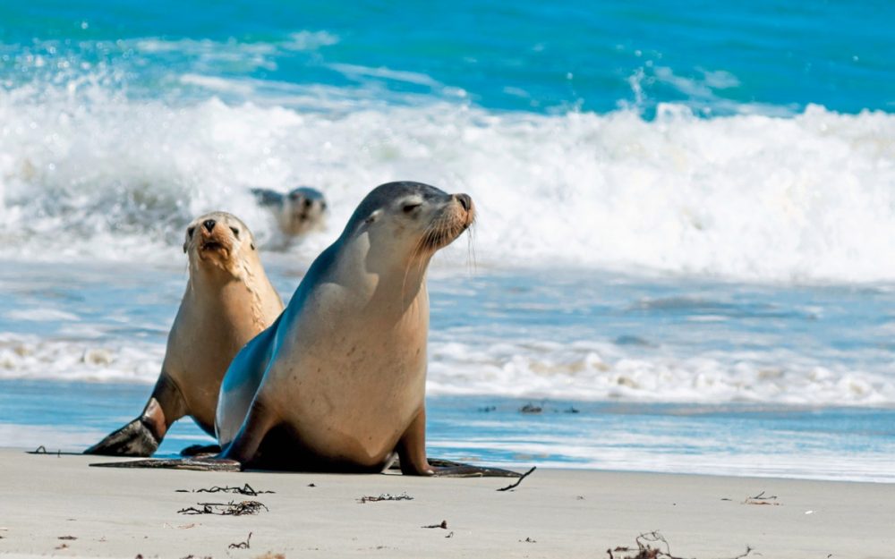 Dertour - Naturwunder Kangaroo Island