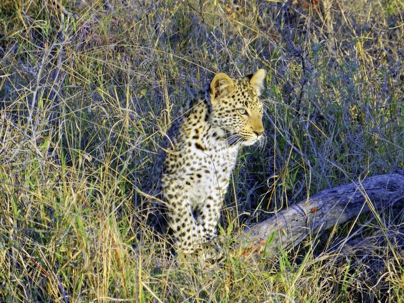 Dertour - Höhepunkte Mpumalangas