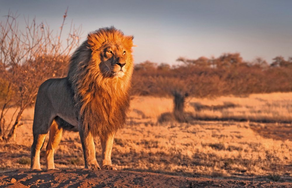 Dertour - Mpumalanga - Im Reich der wilden Tiere