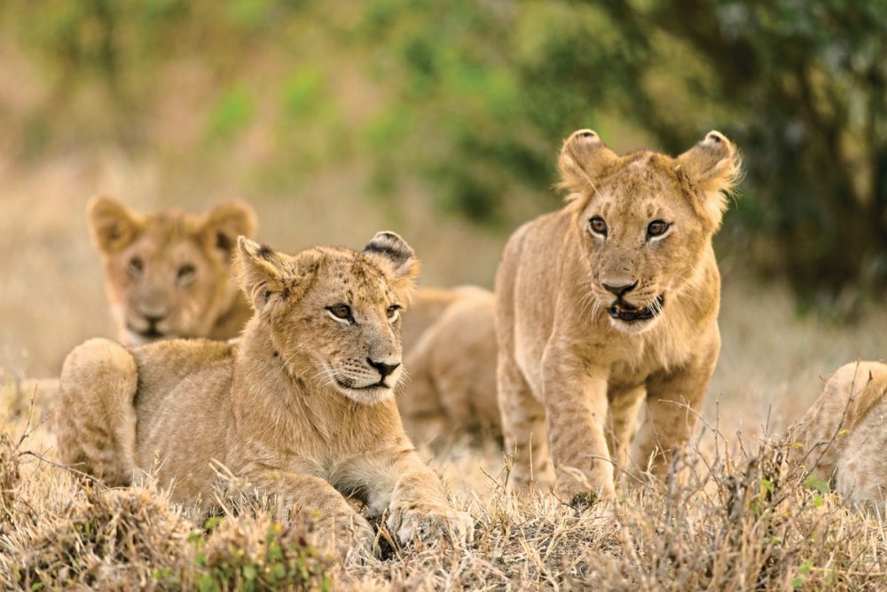 Dertour - Masai Mara Fly-In Safari Superior ab/bis Mombasa