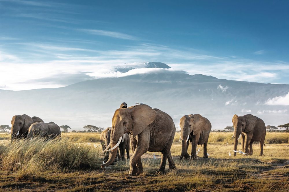 Dertour - Karibu Kenia (Privatreise)
