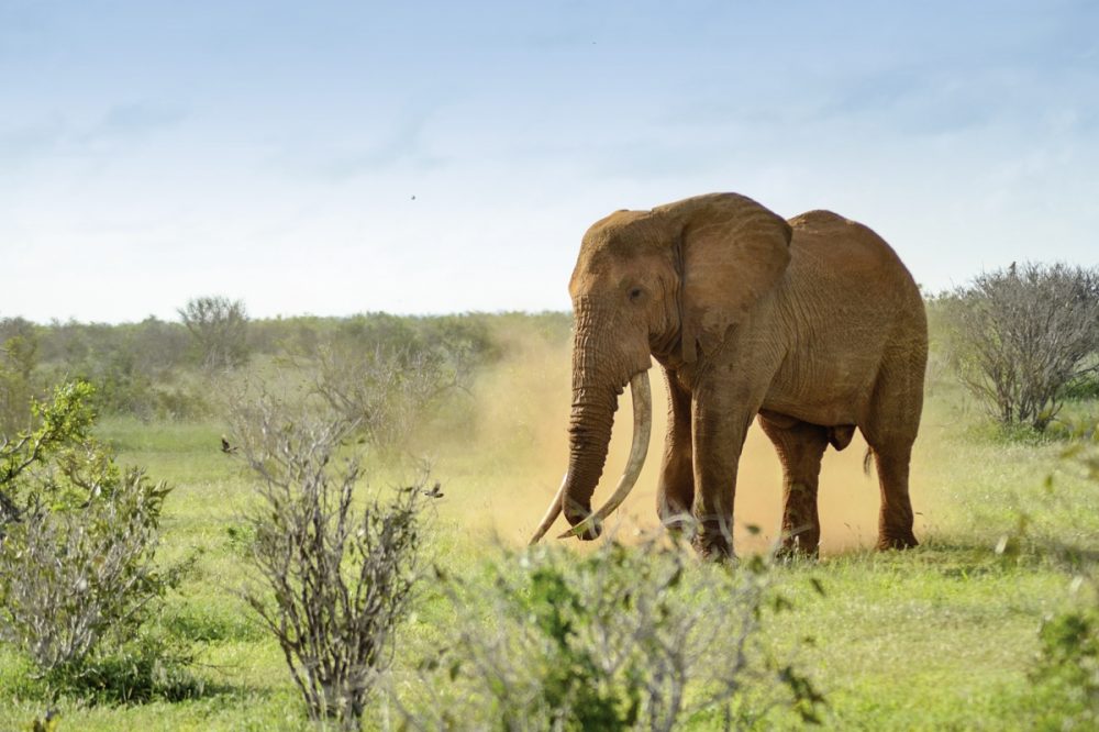 Dertour - Tsavo Abenteuer (Privatreise)