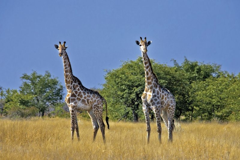 Dertour - Namibia & Botswana auf eigene Faust