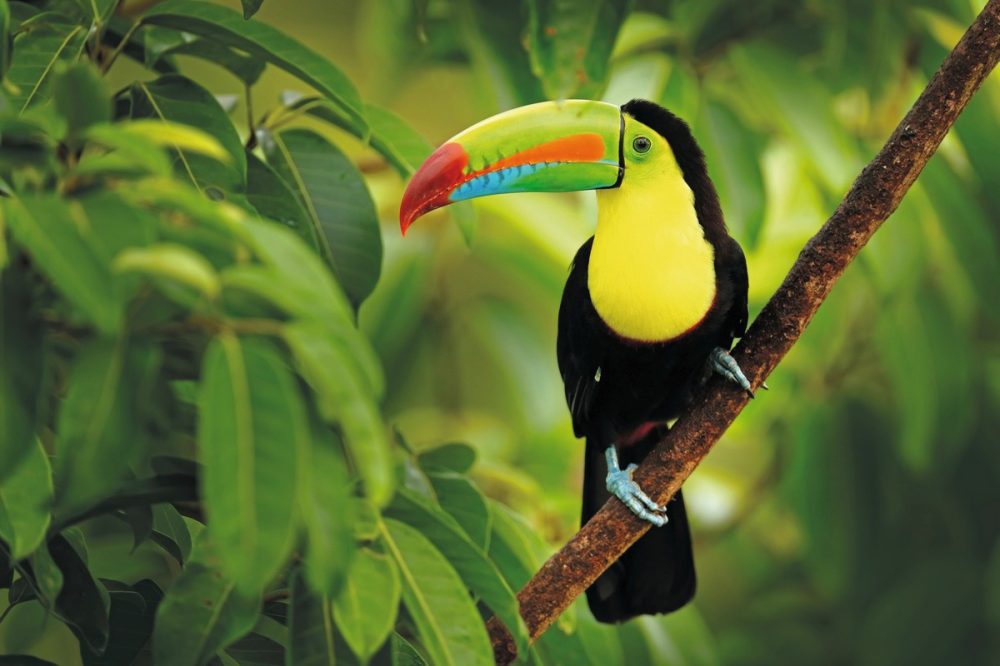 Dertour - Nationalpark Corcovado