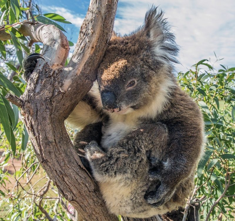 Dertour - Kontrastreiches Australien