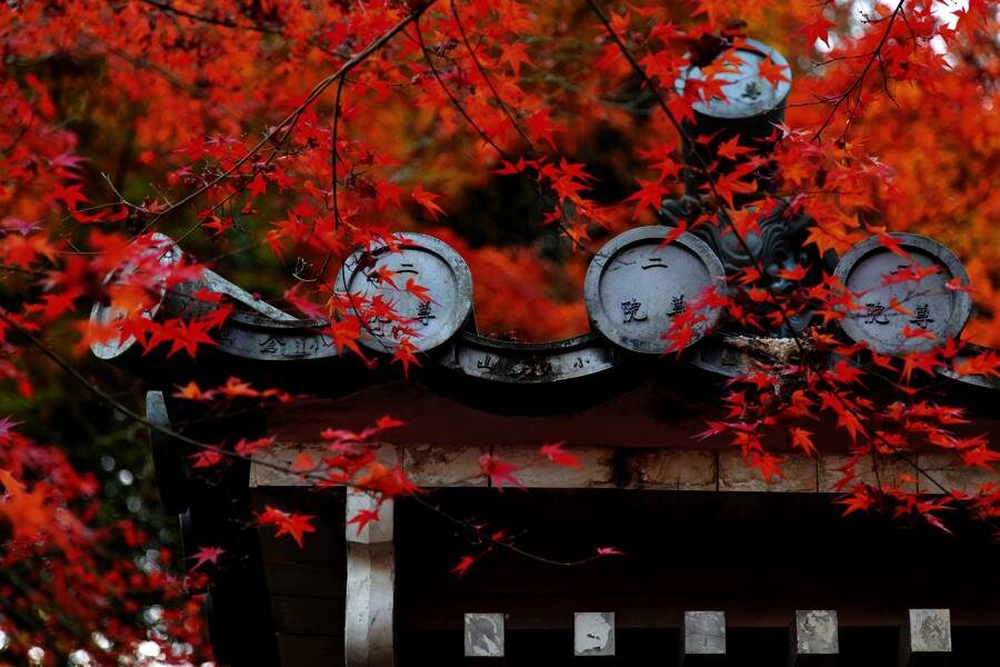 Studiosus - Japan - zur Herbstlaubfärbung