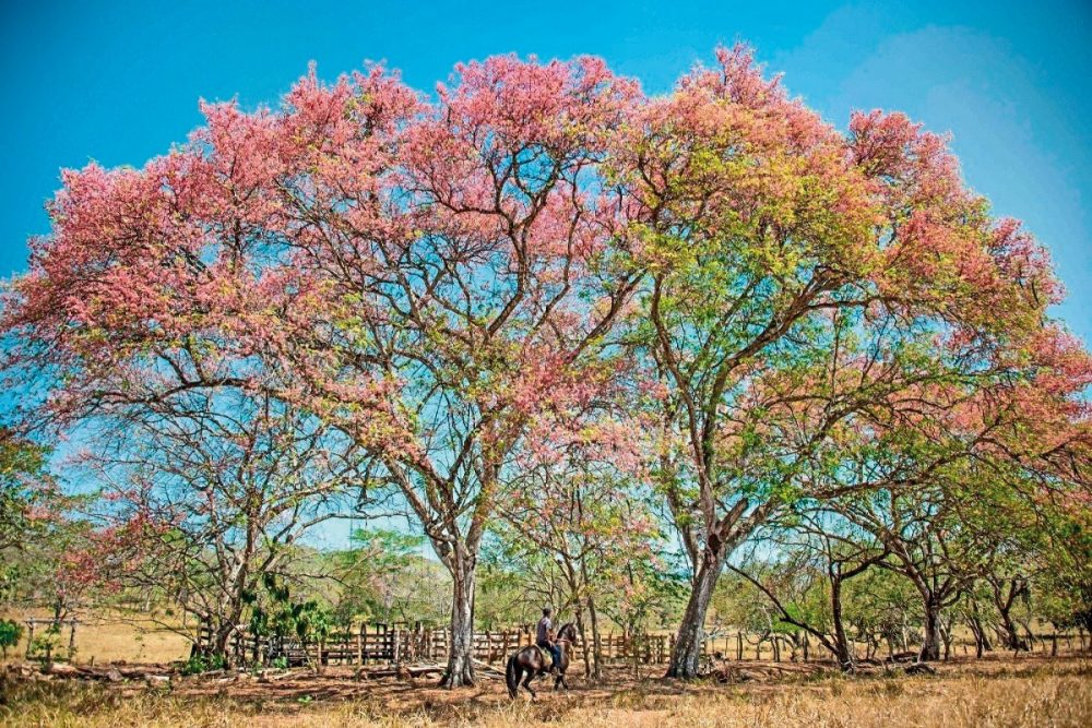 Dertour - Unentdecktes Costa Rica
