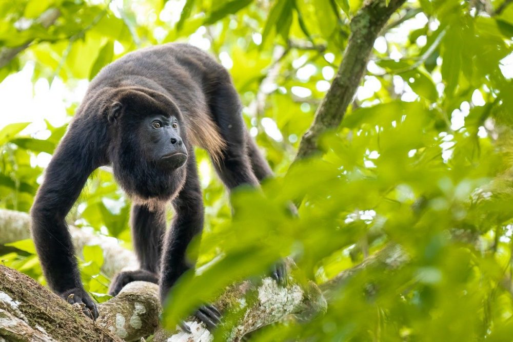 DIAMIR Erlebnisreisen - Panama - Harpyie und Quetzal im Fokus