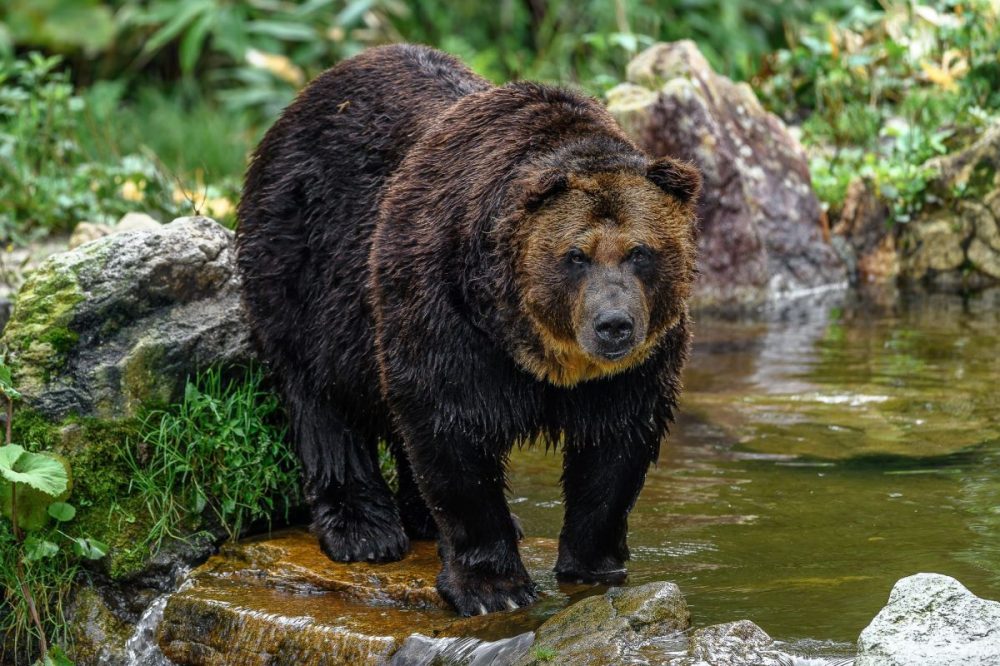 DIAMIR Erlebnisreisen - Tierisches Japan - Natur-, Kultur- und Tierbeobachtungsreise zu 4 Jahreszeiten