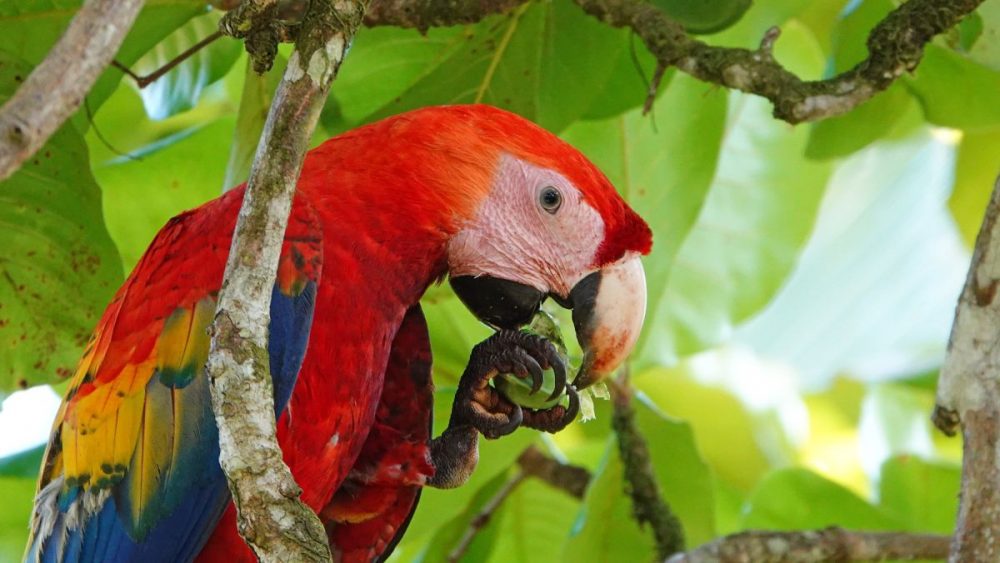 DIAMIR Erlebnisreisen - Costa Rica - Zwischen zwei Küsten: Karibik, Nebelwald und Hellrote Aras