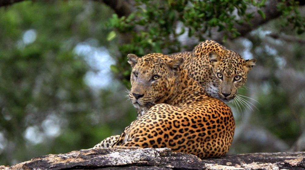 DIAMIR Erlebnisreisen - Sri Lanka - Leoparden und Löwenfelsen