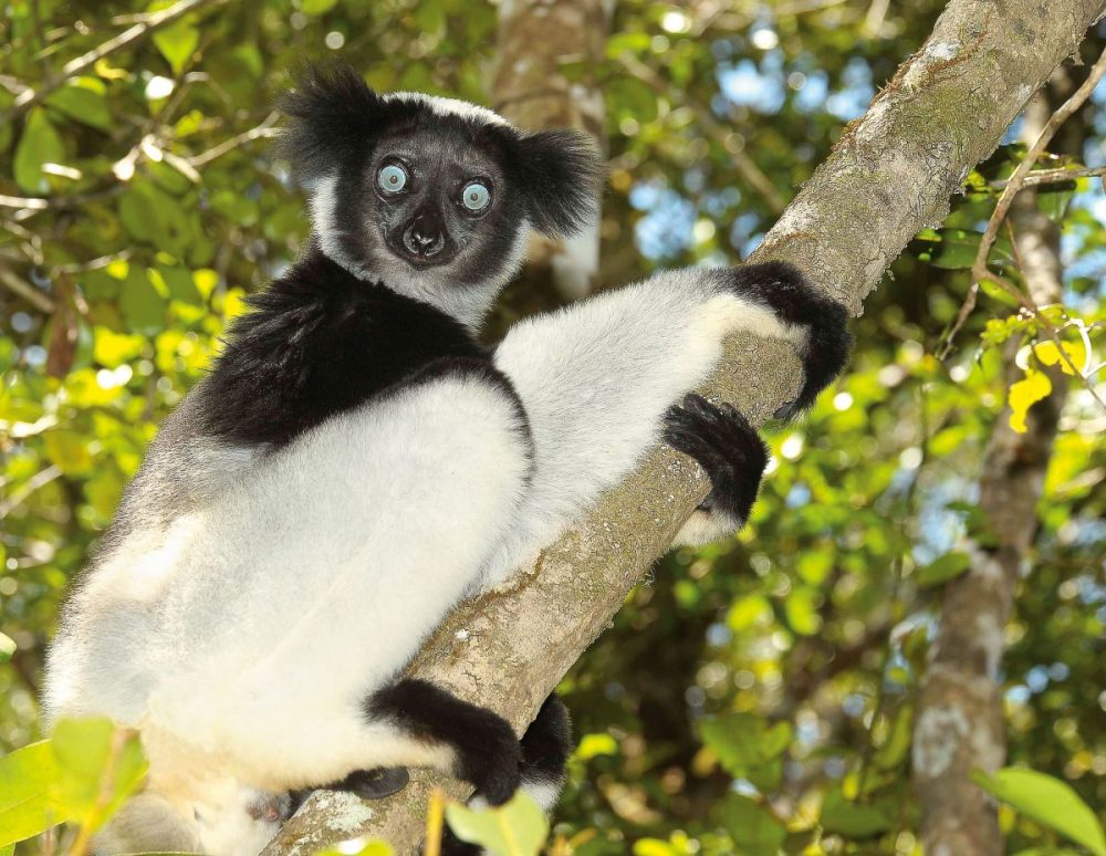 DIAMIR Erlebnisreisen - Madagaskar - Faszinierende Lemureninsel