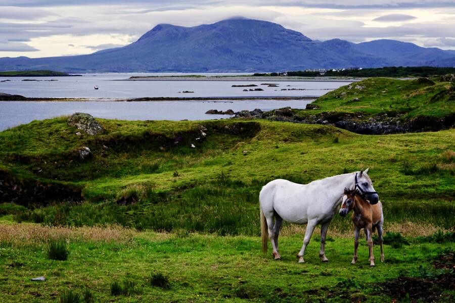 Studiosus - Irland - die umfassende Reise