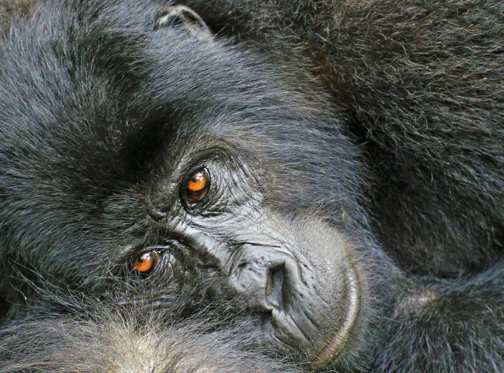 DIAMIR Erlebnisreisen - Uganda - Aktiv im Land der Silberrücken