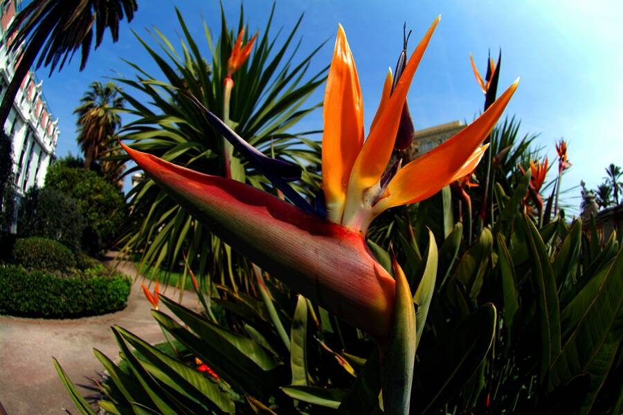 Studiosus - Madeira - Ferien auf der Blumeninsel