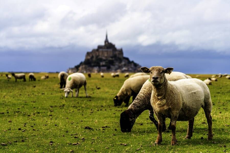 Studiosus - Bretagne - Wandern zwischen Menhiren und Meer