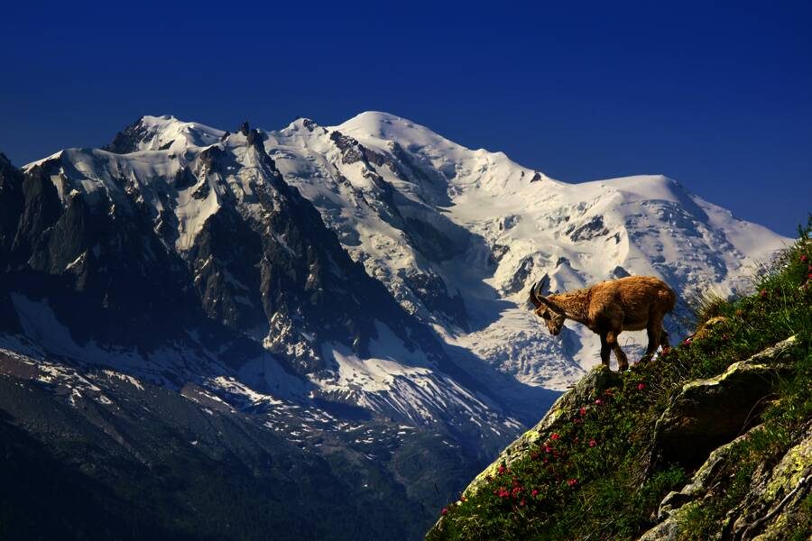 Studiosus - Savoyen, Genfer See und Wallis - majestätische Bergwelt der Alpen