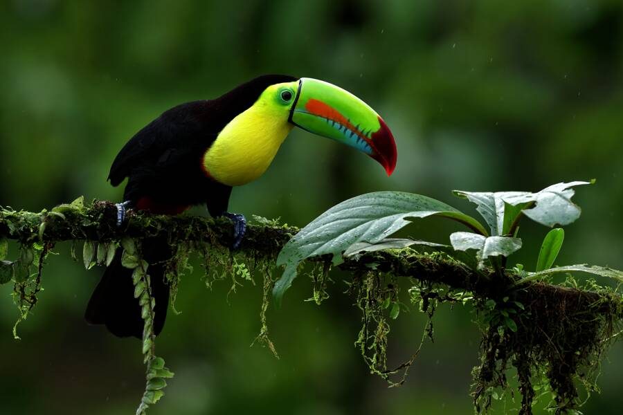 Marco Polo Reisen - Costa Rica - Naturerlebnis pur
