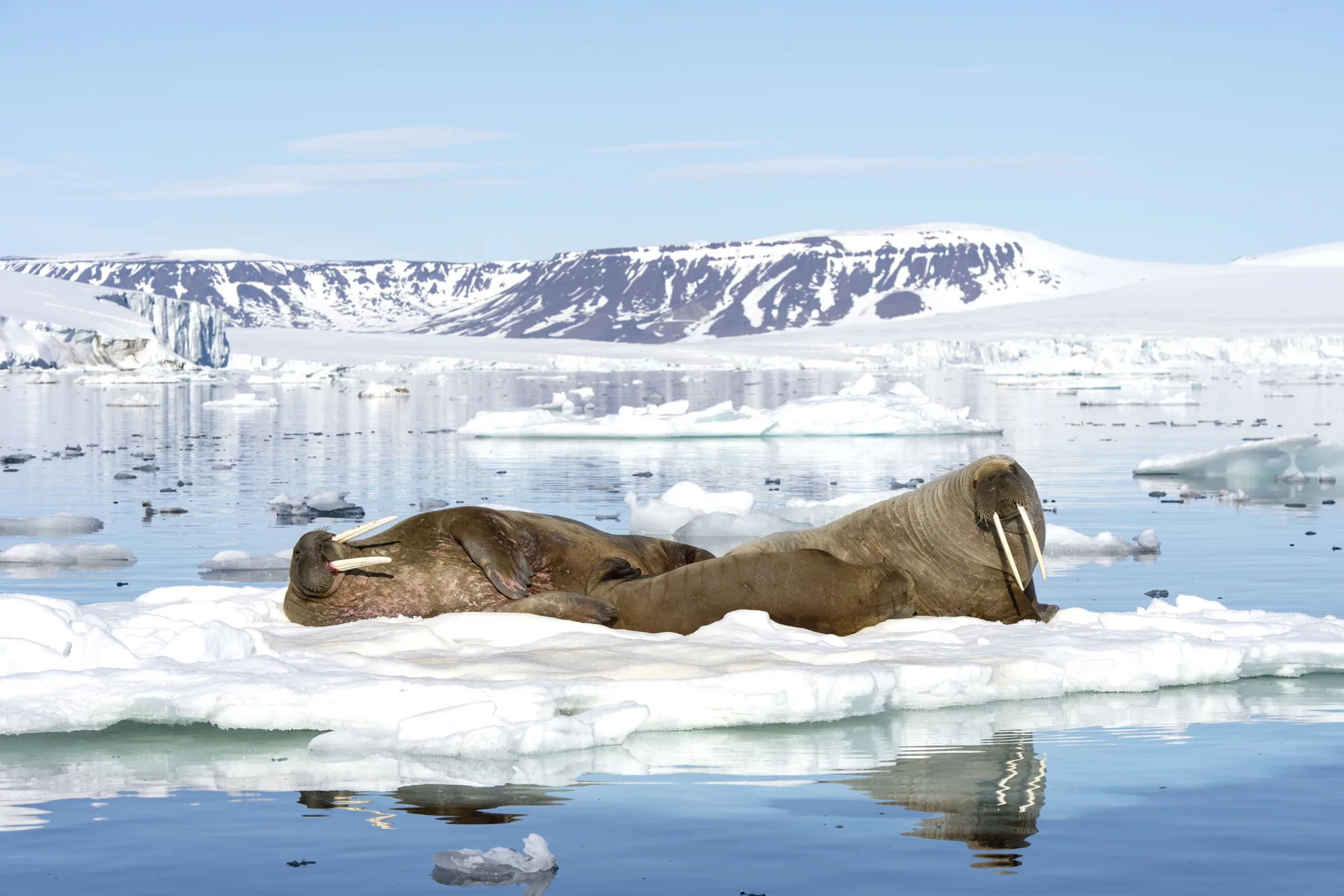 Wolters Rundreisen - Umrundung  Spitzbergens - Die ultimative Spitzbergen-Expedition
