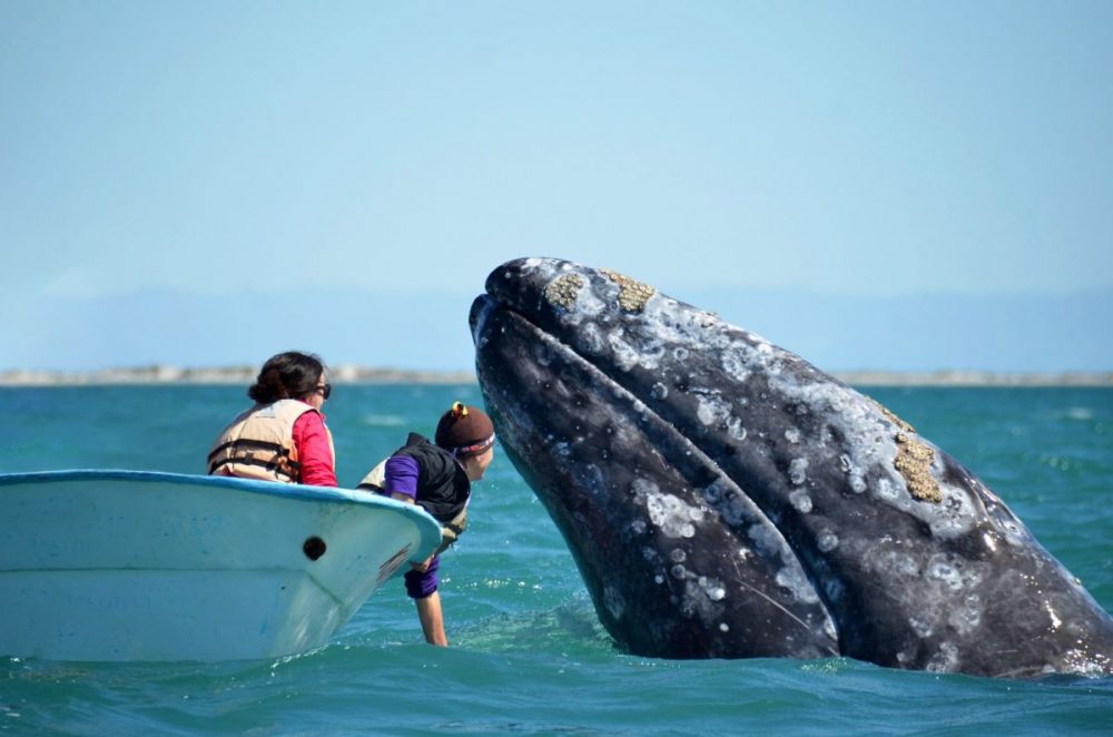 DIAMIR Erlebnisreisen - Mexiko - Mit den Giganten der Ozeane im Aquarium der Welt