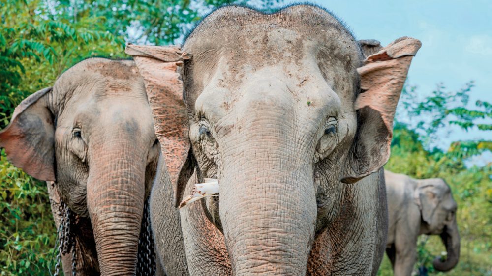 Meiers Weltreisen - Laos - Natur und Kultur (Gruppenreise)