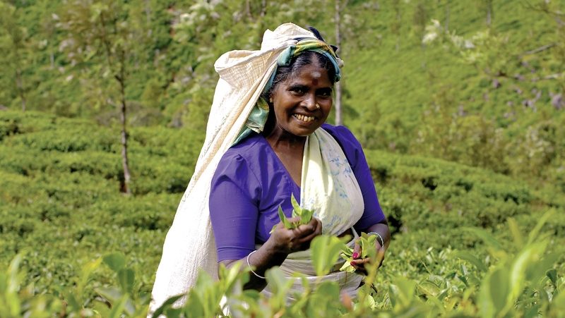 Meiers Weltreisen - Sri Lanka hautnah erleben