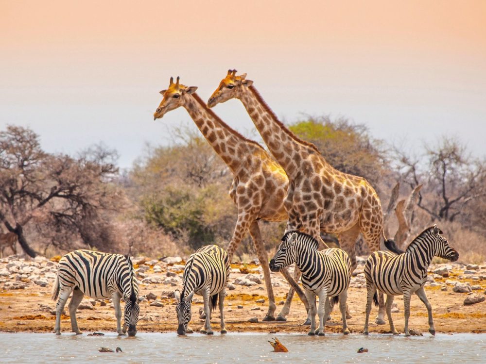 Meiers Weltreisen - Ausflugspaket Etosha Nationalpark