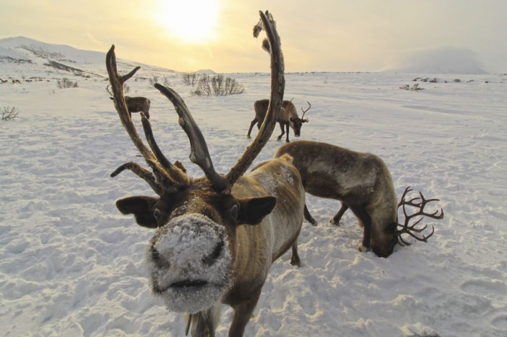 DIAMIR Erlebnisreisen - Mongolei - Winter bei den Rentiernomaden im Land der goldenen Sonne