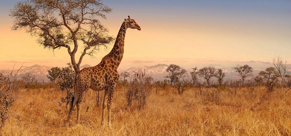 Lernidee Erlebnisreisen - Juwel der Wüste Im African Explorer von Namibia nach Kapstadt (2025/2026)