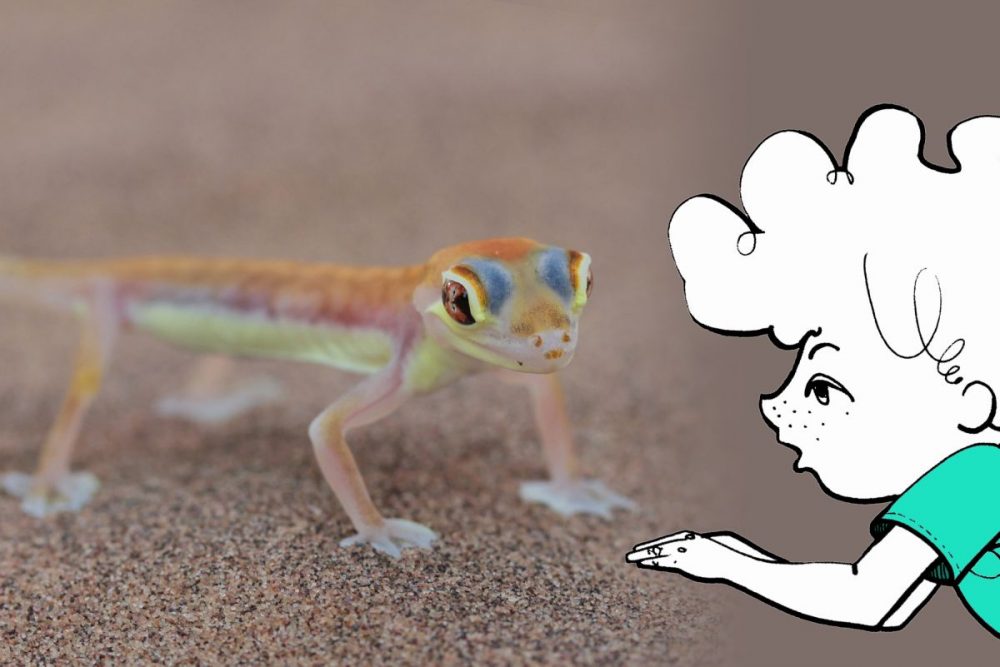 DIAMIR Erlebnisreisen - Namibia - Mit der Familie ins Land der roten Dünen