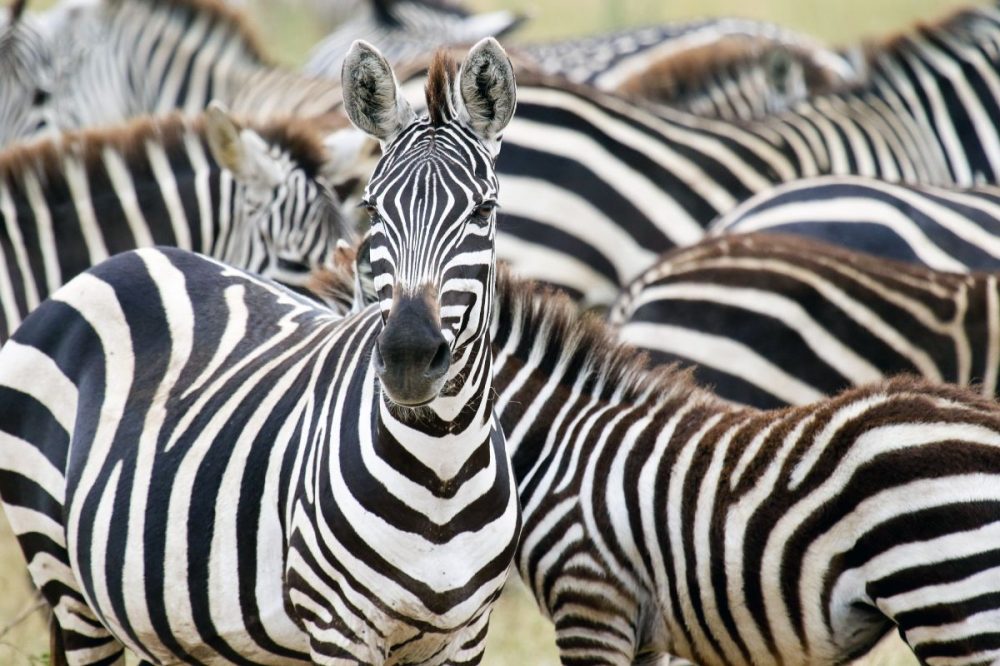 DIAMIR Erlebnisreisen - Tansania - Wildnis zwischen Kilimanjaro und Serengeti