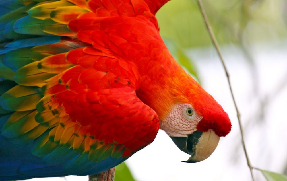 DIAMIR Erlebnisreisen - Brasilien | Amazonas • Pantanal - Naturparadiese im Land der tausend Farben