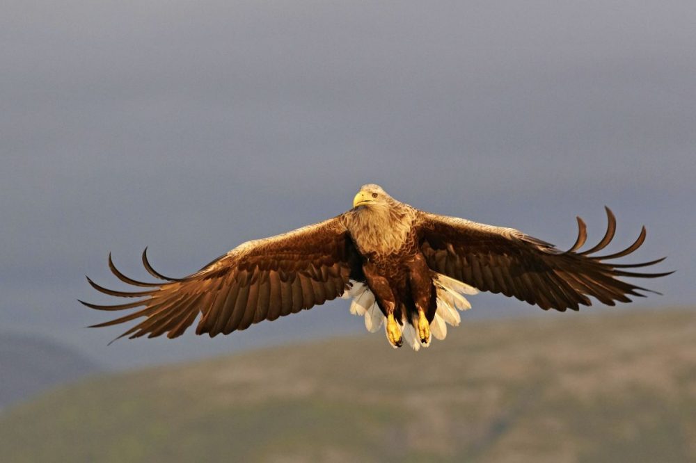DIAMIR Erlebnisreisen - Norwegen - Seeadler-Fotografie intensiv mit Michael Lohmann