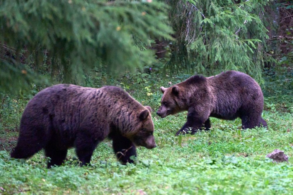 DIAMIR Erlebnisreisen - Estland | Baltikum - Wilde Schönheit im Baltikum – Moore, Wälder, Ostseeinseln