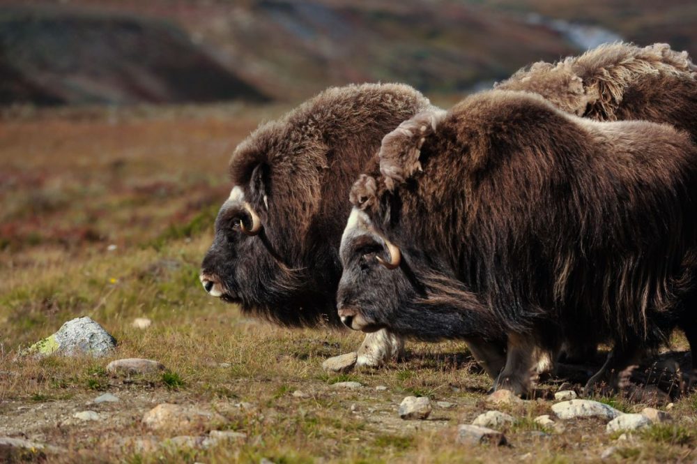 DIAMIR Erlebnisreisen - Norwegen - Moschusochsen-Fotografie intensiv mit Michael Lohmann