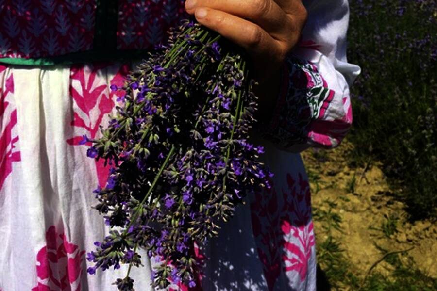 Studiosus - Frankreich - Provence zur Lavendelblüte