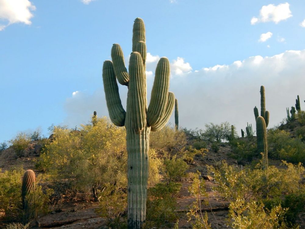 DIAMIR Erlebnisreisen - USA | Südwesten - Durch das Land der drei Kulturen