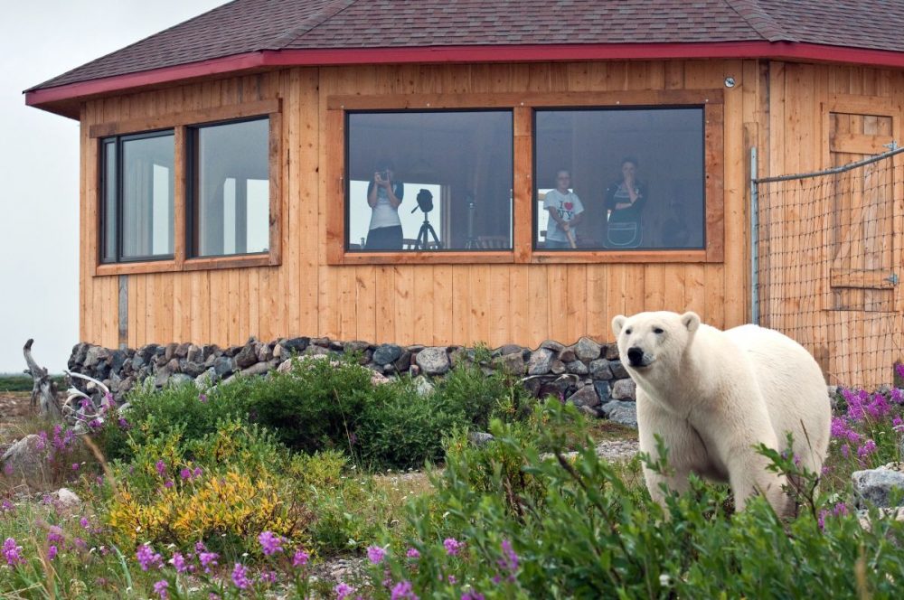 DIAMIR Erlebnisreisen - Kanada | Manitoba - Sommer-Lodgesafari im Eisbärenland