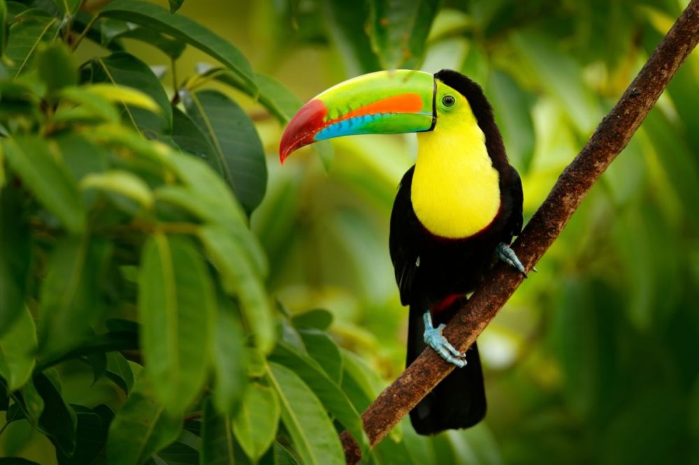 DIAMIR Erlebnisreisen - Costa Rica - Costa Ricas Westen: Zwischen Traumstrand und purer Wildnis
