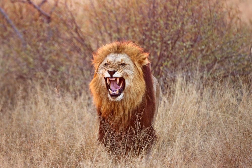DIAMIR Erlebnisreisen - Südafrika - Wellen, Wein und Wildnis